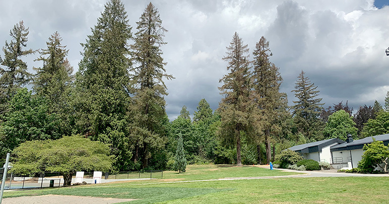 Looper Moth tree damage at Mahon Park