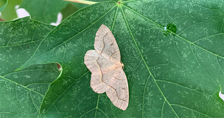 Western Hemlock Looper Moths